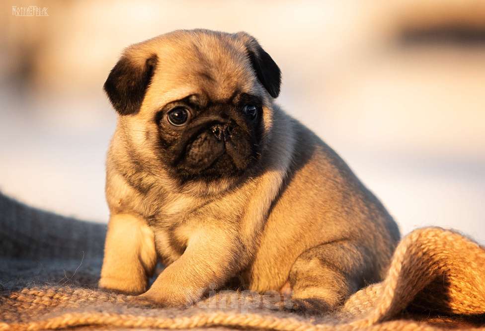 Собаки в других городах Московской области: Щенки мопса Девочка, 70 000 руб. - фото 3