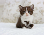 Кошки в Владивостоке: Британский котенок красивого шоколадного окраса Девочка, 30 000 руб. - фото 3