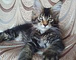 Кошки в Краснодаре: котята Мейн-Кун Мальчик, Бесплатно - фото 1
