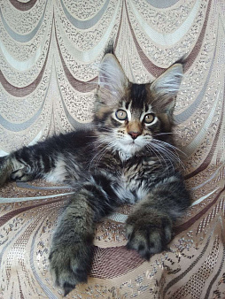 Объявление: котята Мейн-Кун, Бесплатно, Краснодар