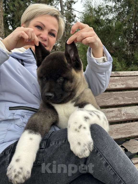Собаки в Волгодонске: Мальчик Американская Акита  Мальчик, 120 000 руб. - фото 4