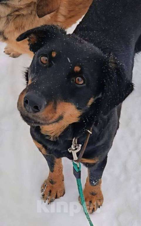 Собаки в Москве: очень классная девочка ягдтерьер спасена из аэропорта Девочка, Бесплатно - фото 2