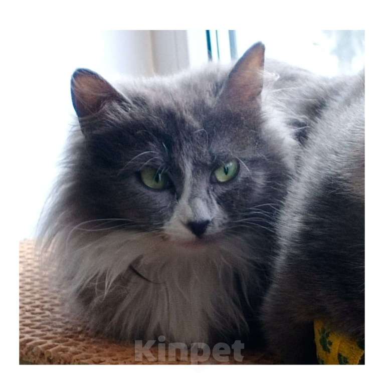 Кошки в Москве: Кошка Ксюша юбочка из плюша Девочка, Бесплатно - фото 2