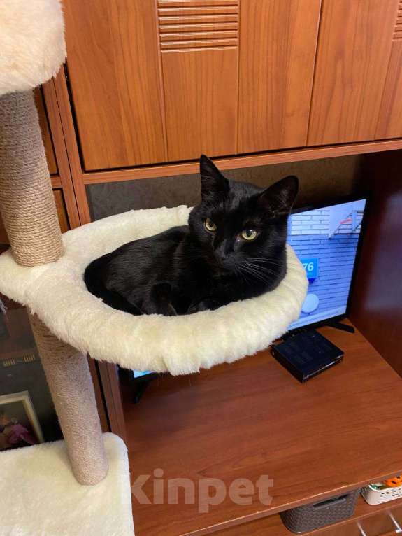 Кошки в Москве: Мы стали не нужны... Девочка, Бесплатно - фото 1