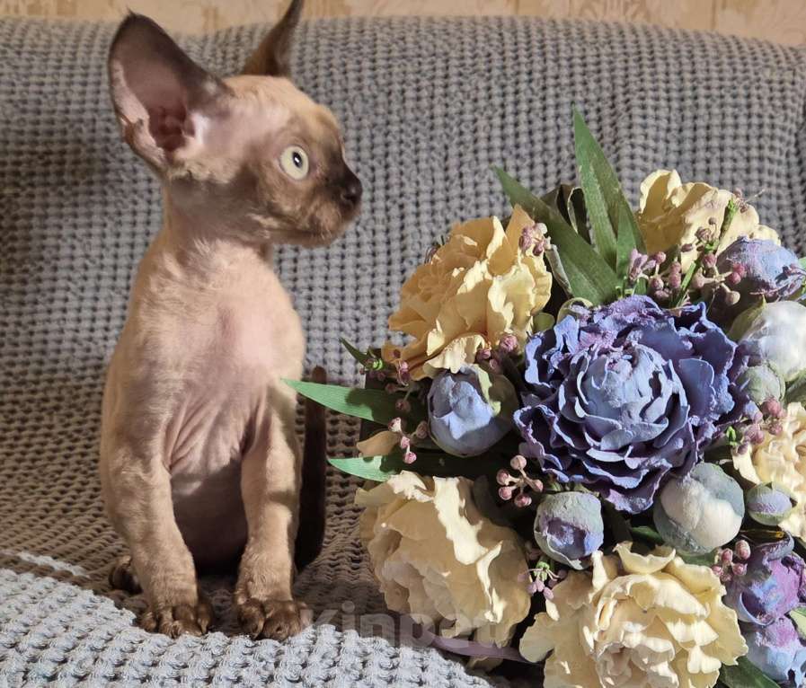 Кошки в Москве: Котята девон рекс Мальчик, 110 000 руб. - фото 7