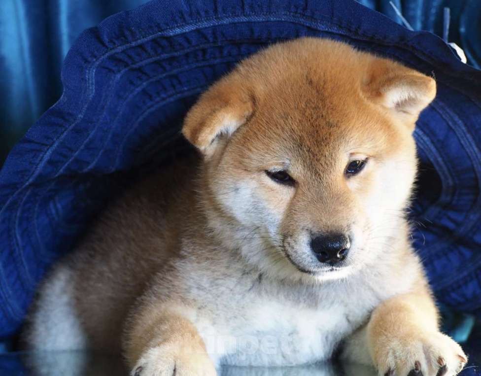 Собаки в Мытищах: Рыжий мальчик сиба ину  Мальчик, 60 000 руб. - фото 2