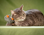 Кошки в Клине: Милош - замурчательный котейка! Мальчик, Бесплатно - фото 6