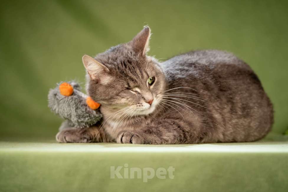 Кошки в Клине: Милош — замурчательный котейка! Мальчик, Бесплатно - фото 6