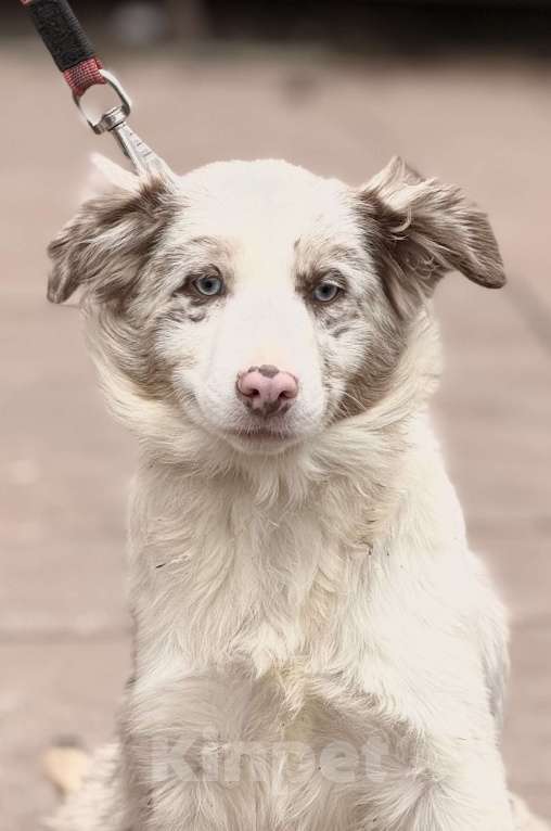 Собаки в Москве: Голубоглазая девочка бордер-колли Девочка, 85 000 руб. - фото 5