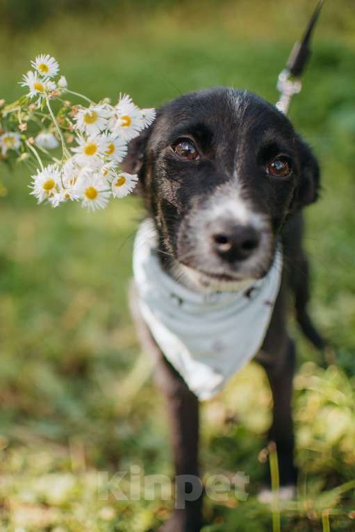 Собаки в Москве: Самые трогательные глазки. Щенок Блэк Мальчик, Бесплатно - фото 2