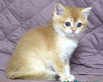 Кошки в Москве: шотландская  золотая шиншилла - мальчик Мальчик, Бесплатно - фото 5