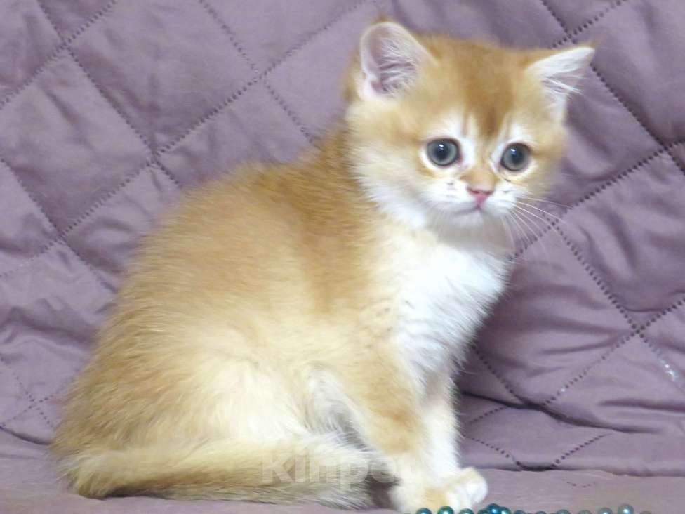 Кошки в Москве: шотландская  золотая шиншилла - мальчик Мальчик, Бесплатно - фото 5
