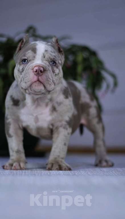 Собаки в Балашихе: Щенок американского булли Девочка, 100 000 руб. - фото 2