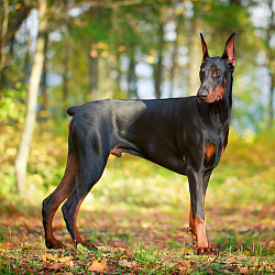 Доберман