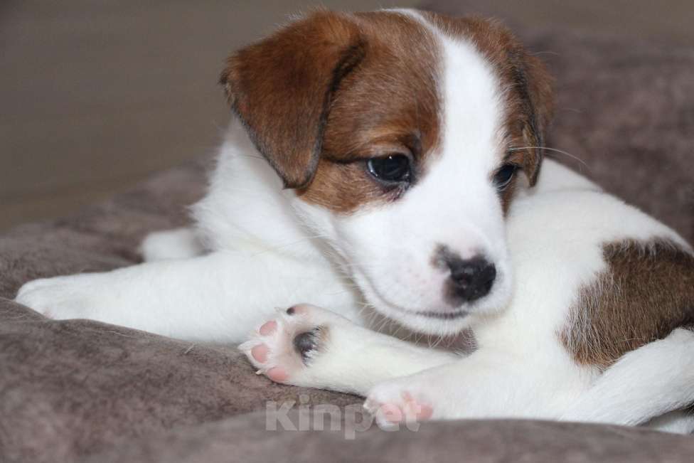 Собаки в Тамбове: Джек Рассел Щенок Девочка, 100 000 руб. - фото 2