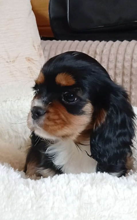 Собаки в Москве: Девочка Кавалер Кинг Чарльз спаниель  Девочка, Бесплатно - фото 1