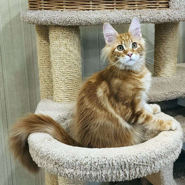 Кошки в Санкт-Петербурге: Котёнок мейн кун из питомника Fiery Friend Мальчик, 70 000 руб. - фото 3