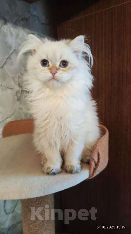 Кошки в Москве: Шотландская девочка  Девочка, 25 000 руб. - фото 1