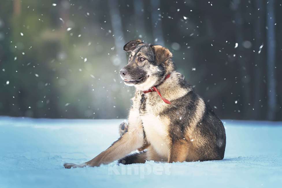 Собаки в Клине: Эстери — яркая звёздочка Девочка, Бесплатно - фото 3
