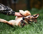 Собаки в Москве: Спокойный и дружелюбный пес Филя ищет дом! Мальчик, Бесплатно - фото 8