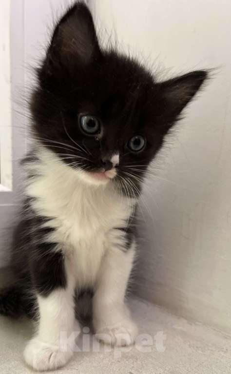 Кошки в Реутове: Мальчик с разноцветным носиком Мальчик, 1 000 руб. - фото 1