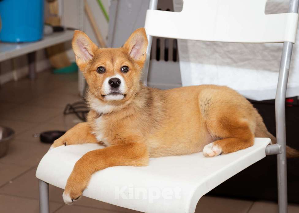 Собаки в Москве: Девочка, 2.5 - 3 месяца ищет дом Девочка, Бесплатно - фото 4