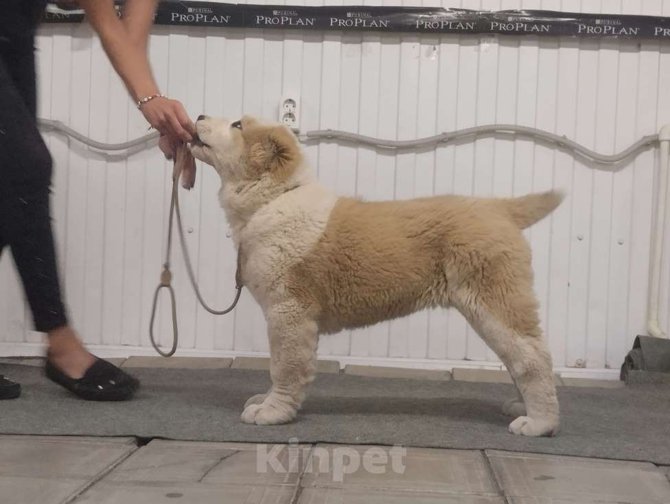 Собаки в Пскове: Среднеазиатская овчарка щенок алабай Девочка, 50 000 руб. - фото 3