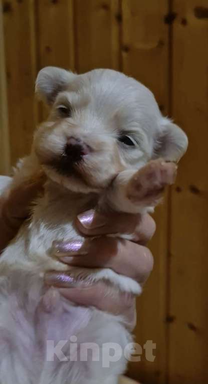 Собаки в Владикавказе: МАЛЬТЕЗЕ Мальчик, 35 000 руб. - фото 1