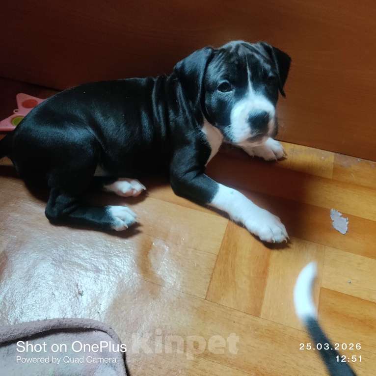 Собаки в Магнитогорске: Американский стаффордширский терьер.  Щенок Девочка, 13 000 руб. - фото 2