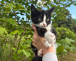 Кошки в Сосновом Бору: Котенок Мальчик, Бесплатно - фото 4