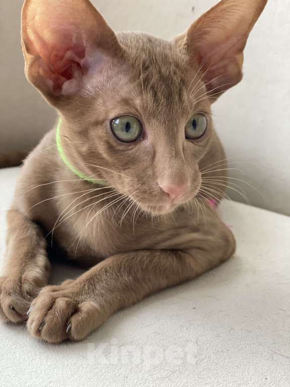 Кошки в Анапе: Ориентальный мальчик  Мальчик, 75 000 руб. - фото 3