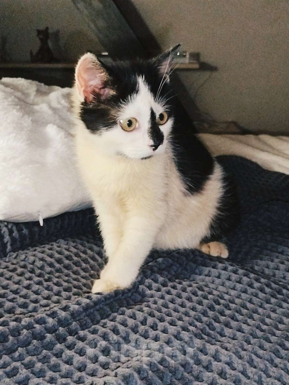 Кошки в других городах Московской области: Крошка Эли ищет семью Девочка, Бесплатно - фото 3