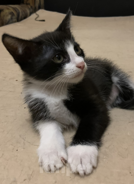 Кошки в Москве: Малыши в добрые руки  Мальчик, 1 руб. - фото 2