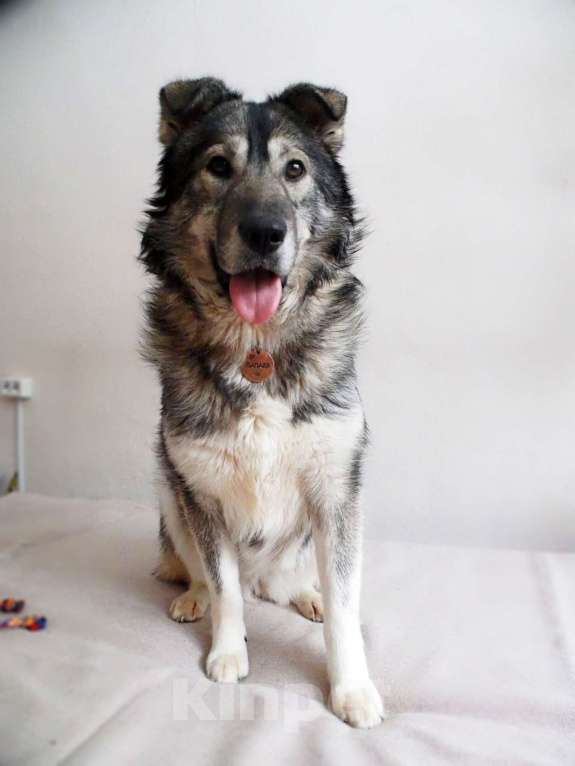 Собаки в других городах Пермского края: Сладкая Папайя в добрые руки Девочка, Бесплатно - фото 2