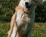 Собаки в Химках: Рыжий пес Мальчик, Бесплатно - фото 4