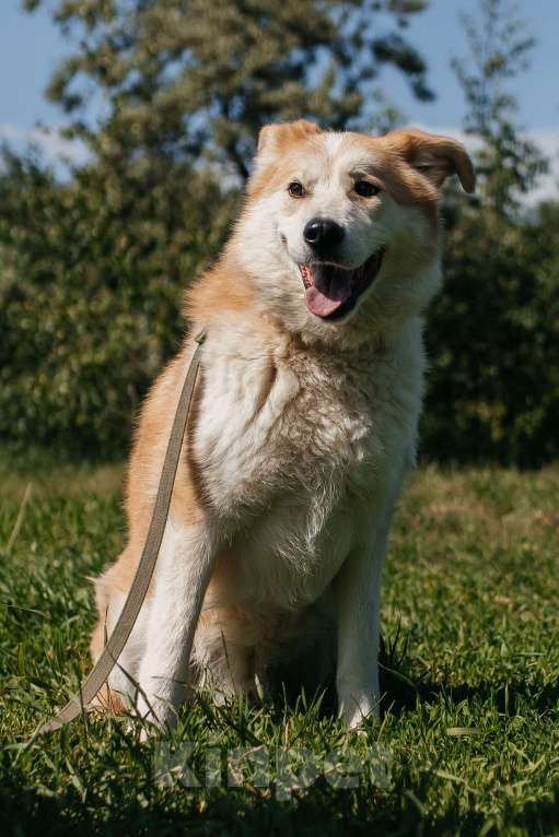 Собаки в Химках: Рыжий пес Мальчик, Бесплатно - фото 4