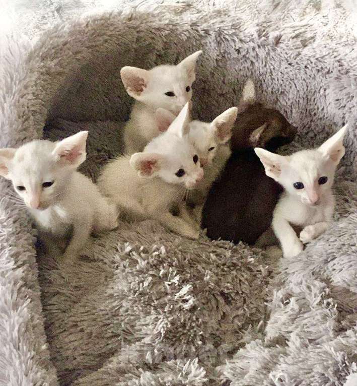 Кошки в Клине: Кот Ориентальной породы приглашает кошку для вязки Мальчик, 1 руб. - фото 7