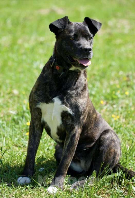 Собаки в Москве: Красавица и добрячка Кора Девочка, Бесплатно - фото 4