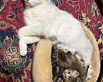 Кошки в Минеральном Воде: Котят шотландские прямоухие Мальчик, 5 000 руб. - фото 3