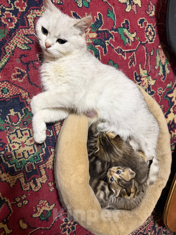 Кошки в Минеральном Воде: Котят шотландские прямоухие Мальчик, 5 000 руб. - фото 3