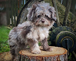 Собаки в других городах Московской области: Мальтипу шоколадный мерль Девочка, 120 000 руб. - фото 2
