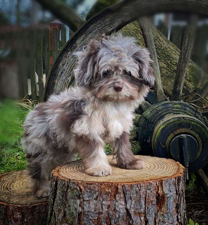 Собаки в других городах Московской области: Мальтипу шоколадный мерль Девочка, 120 000 руб. - фото 2