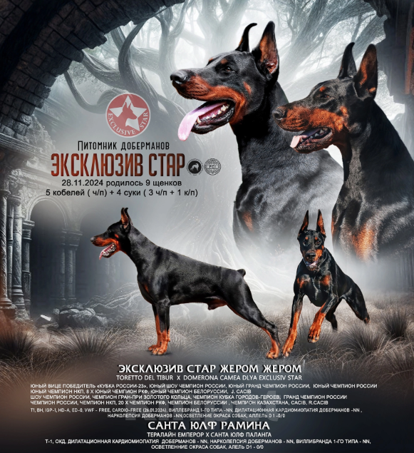 Собаки в Москве: Щенок добермана РКФ Мальчик, Бесплатно - фото 4