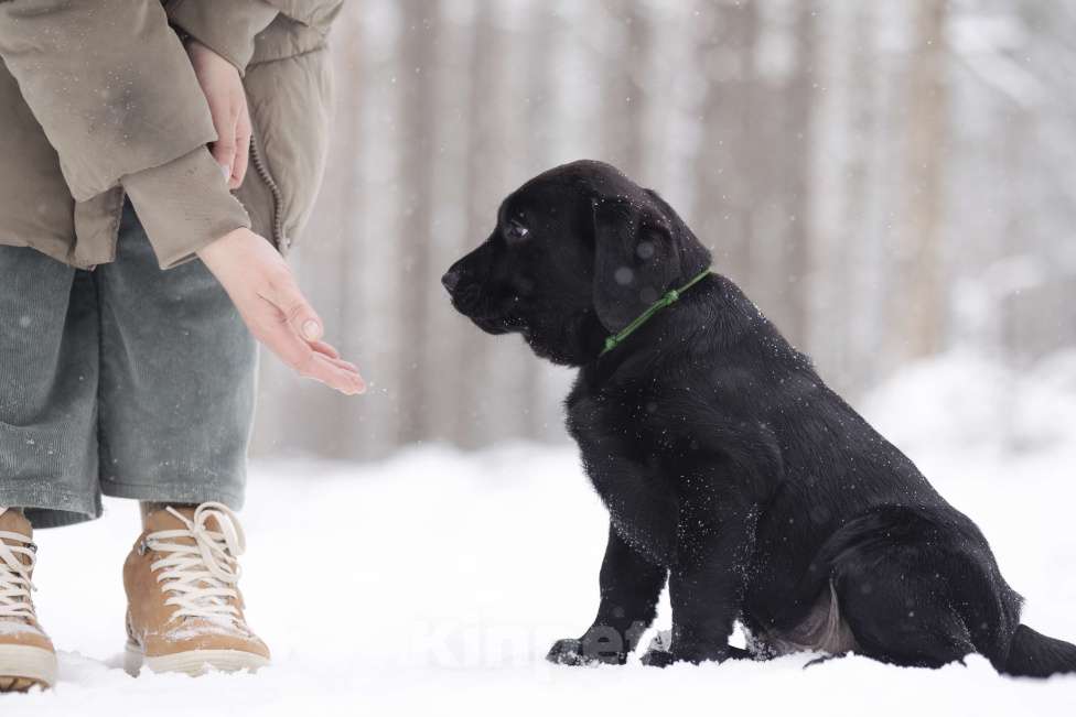 Собаки в Санкт-Петербурге: IRISLAV BINGO Мальчик, 160 000 руб. - фото 2