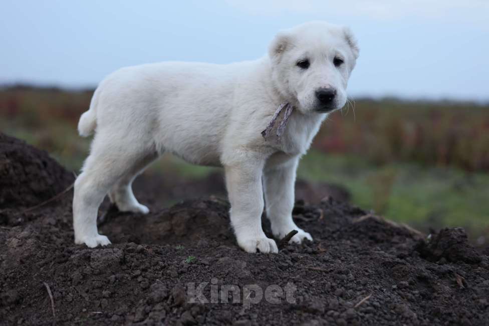Собаки в Краснодаре: Щенки алабая Девочка, 50 000 руб. - фото 3