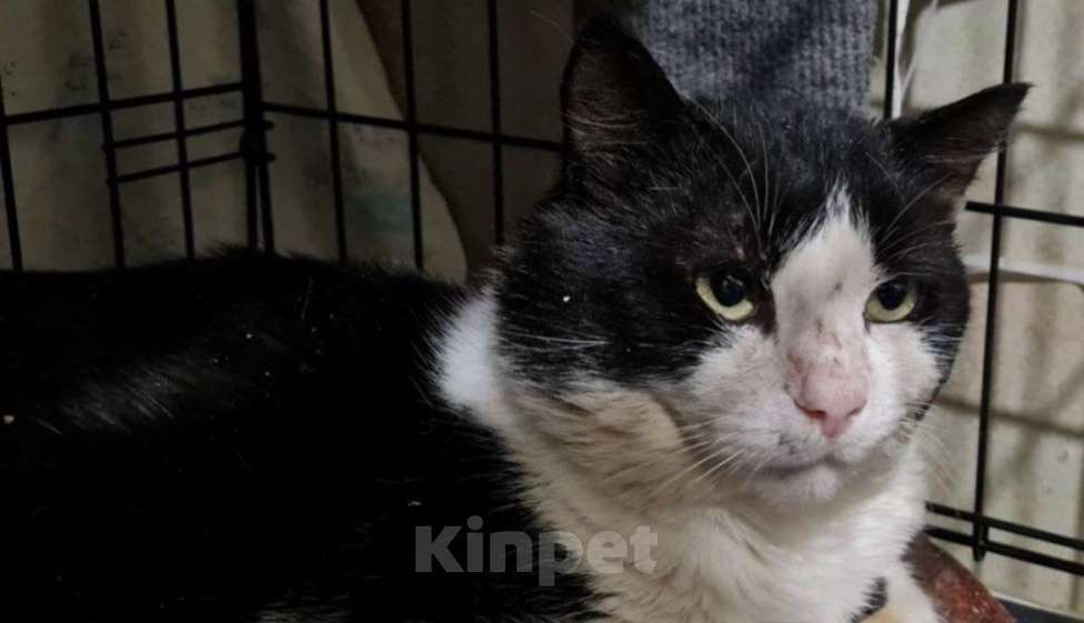 Кошки в Санкт-Петербурге: Пират ждет своего Человека Мальчик, Бесплатно - фото 4