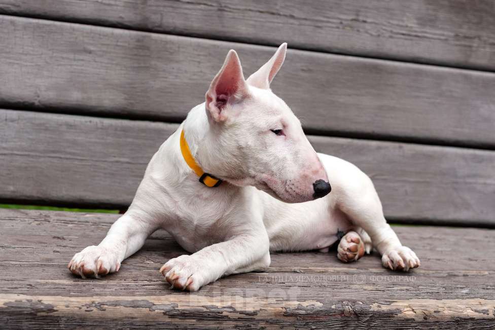 Собаки в Балашихе: белый миник Мальчик, Бесплатно - фото 2