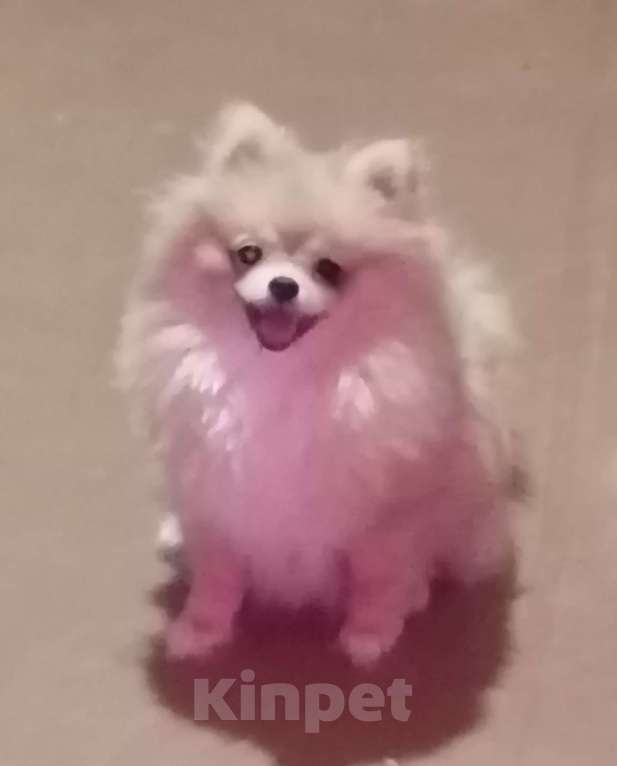 Собаки в Таганроге: Шпиц НЕМЕЦКИЙ мини  Девочка, 20 000 руб. - фото 4