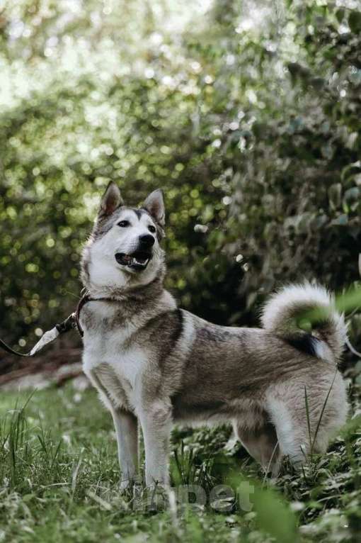 Собаки в Москве: Идеальная квартирная хаски Хасенька! Девочка, 1 руб. - фото 9