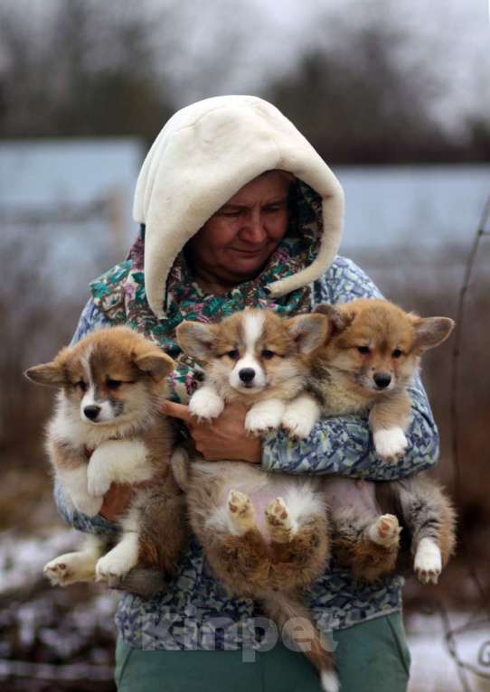 Собаки в Москве: вельш корги пемброк щенок Мальчик, 85 000 руб. - фото 3